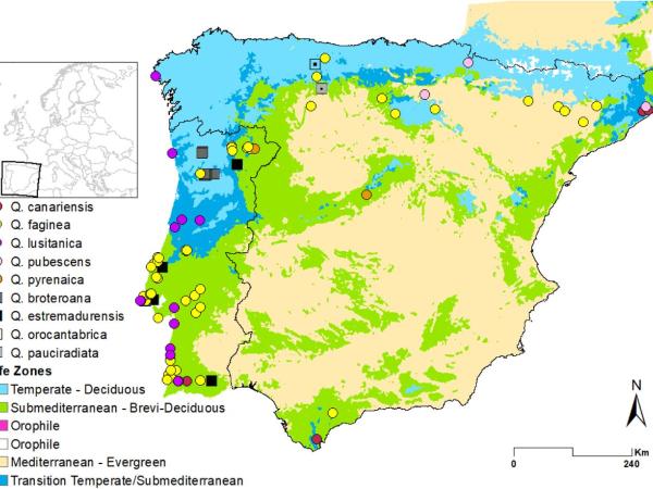 Figure 1: Iberian White oaks sampling distribution. Sampling locations are placed above the main biogeographic lifezones obtained by modelling deciduous (Temperate-Eurosiberian) and brevi-deciduous/marcescent (Submediterranean) oaks, with the overlap of both lifezones considered to be transitional (Eurosiberian-Submediterranean). Squares represent true roburoid oaks and circles represent former Sect. Dascia and Sect. Galliferae species. Adapted from Vila-Viçosa et al. (2019). Taxon labels reflect the origin