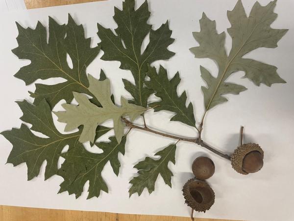 Quercus ×tottenii ‘Sweet Braude’