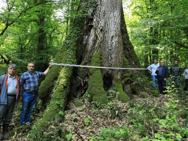 Champion Quercus castaneifolia in Iran