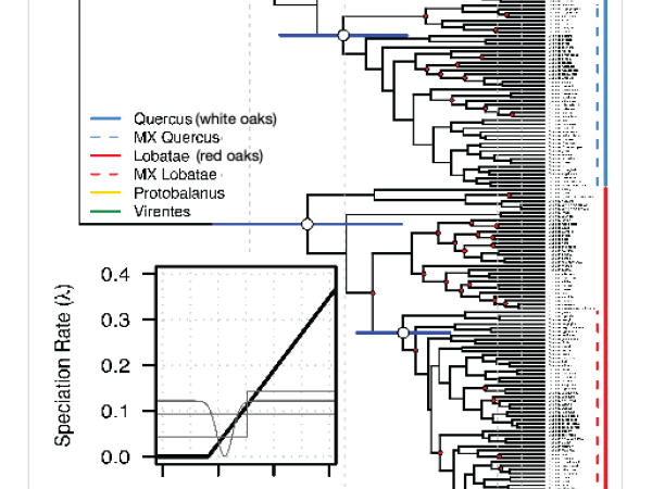 The amazing phylogenetic tree of some members of the genus Quercus The amazing phylogenetic tree of some members of the genus Quercus