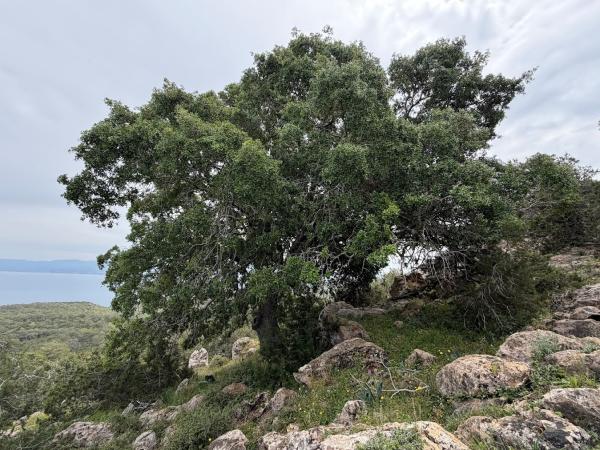 Quercus coccifera, 97 cm dbh and 15 m canopy spread Quercus coccifera, 97 cm dbh and 15 m canopy spread