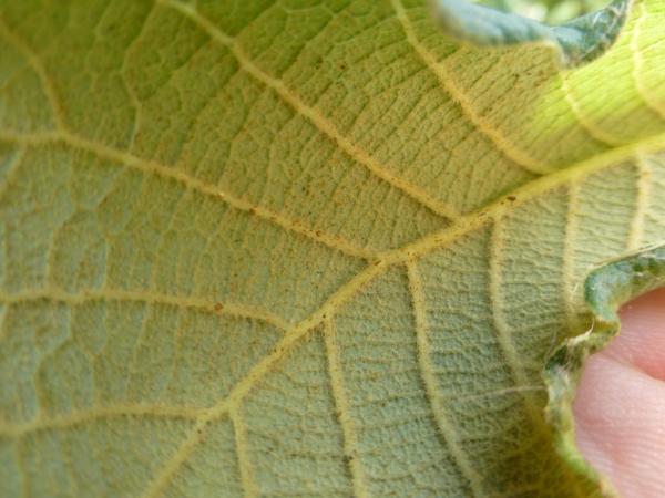 Quercus rugosa leaf underside