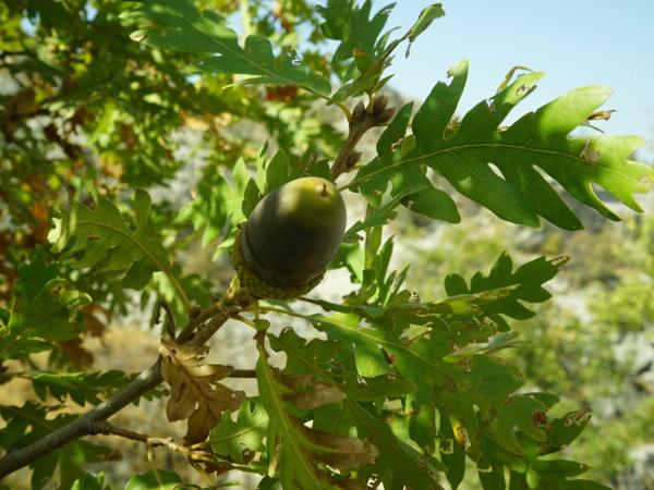 Quercus kotschyana fruit and leaves in Jaj cedars nature reserve