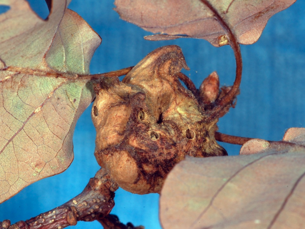 The gall formed by the asexual generation of Andricus coriarius on putative Q. robur, Wiesbaden, Hessen, Germany The gall formed by the asexual generation of Andricus coriarius on putative Q. robur, Wiesbaden, Hessen, Germany