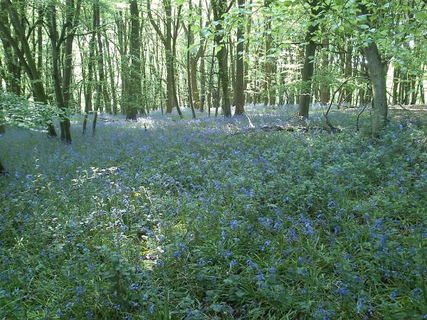 Spring in Wytham Woods  © Paul Trafford.  Reproduced under the Creative Commons Attribution 2.0 licence