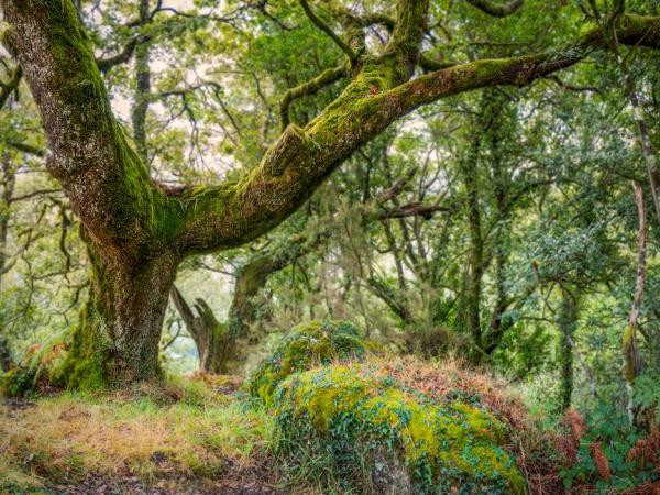 A moss-covered oak (Quercus orocantabrica) in Mata de Albergaria, Peneda-Gerês National Park, Portugal  © Amit Zoran