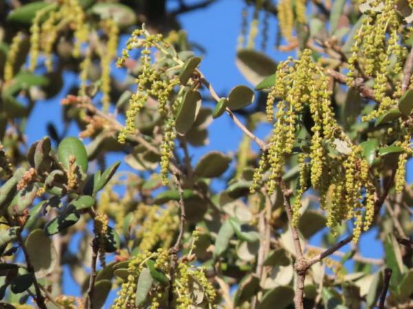 Quercus rotundifolia, phenology