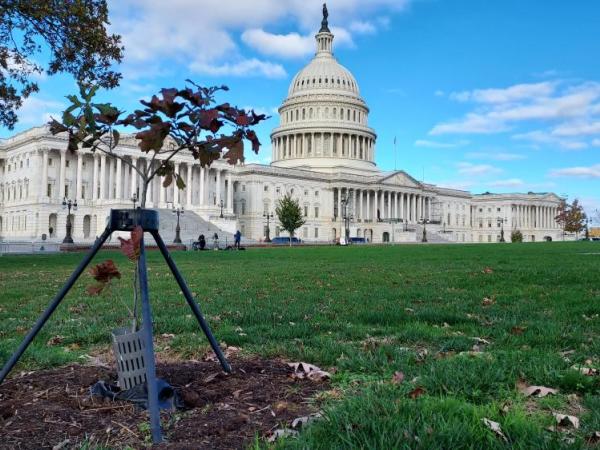 Quercus marilandica and the Capitol