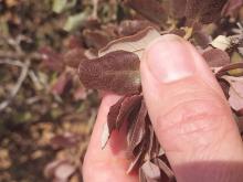 Burgundy leaves on Q. rotundifolia