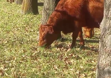Cattle eating acorns