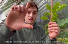 Propagating oaks by cuttings