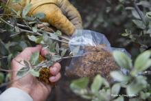 Air layering Quercus cedrosensis - photo Greg Bluffin