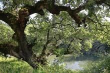 A Quercus faginea known as "carvalho da Pedreira" on the riverbanks of Nabão, Pedreira, Centro, Portugal © Jorge A.Gonçalves, source: monumentaltrees.com