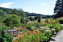 Quercus monimotricha