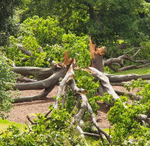 Quercus alba at Melbourne Botanic Gardens