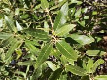 Quercus peninsularis