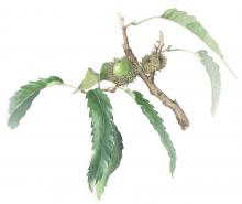 Quercus acutissima Carruth.