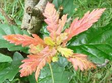 Quercus robur ×​​​​​​​ dentata