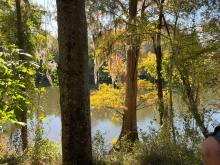 Typical bluff oak habitat