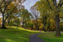 Burke Oak Collection at New York Botanical Garden