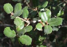 Quercus aucheri leaves