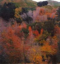 Eastwoodhill's Douglas Park: Quercus rubra, Liriodendron tulipfera, Q. coccinea. Photo: Garry Clapperton eastwoodhill_photo_2.jpg