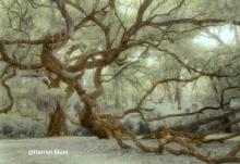 Fiarchild Oak