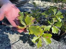 A small but mature Alabama sandstone oak producing acorns © Patrick Thompson
