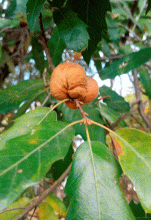 Gall on Quercus grahamii