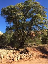 Emory oak near Young, Arizona © Nanebah Lyndon