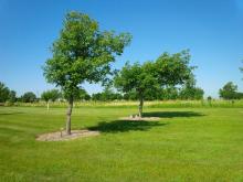 Quercus muehlenbergii, the Prairie Arboretum img_20170704_101527.jpg
