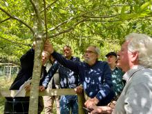 Discussing remedial pruning at Penrice © Sairus Patel