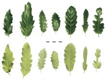 leaf_comparison.jpg