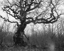 © Gustaf Emanuelsson