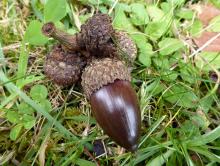Quercus sp. Volcán Barva