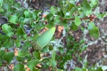 Quercus dumosa acorn