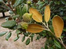 Q. alnifolia Q. alnifolia