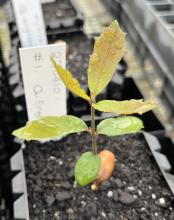 Quercus engelmannii seedling