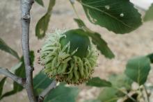 Quercus ithaburensis