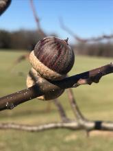 Quercus texana New Madrid acorn