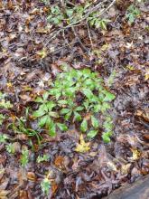 Quercus oglethorpensis seedlings, Jasper Co., Georgia, USA