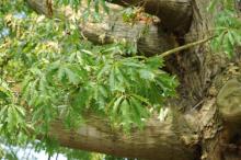  Quercus-x-heterophylla_6-Andreas Gomolka