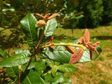 Quercus xdysophylla quercus_dysophylla_francisco_garin_4.jpg