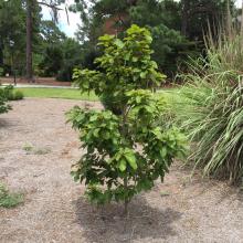 Quercus insignis Quercus insignis