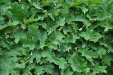 Quercus robur 'Tromp Dwarf' quercus_robur_tromp_dwarf-003.jpg