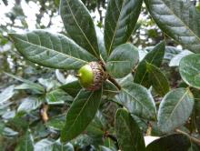 Quercus tonduzii with acorn Quercus tonduzii with acorn