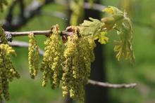 Quercus ×fernowii by Andrew Hipp
