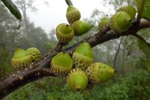 Quercus marlipoensis acorns