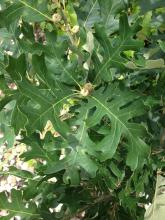 Quercus xbebbiana Taco