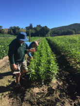 Seedlings examined by Oak Interest Group